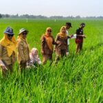 Kabar tentang penghapusan utang petani ternyata belum sampai ke sawah sawah indramayu